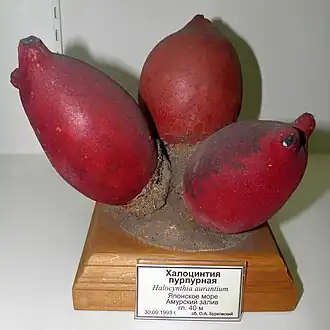 Halocynthia aurantium