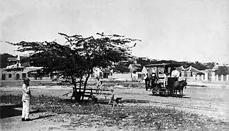 Muilezel voor de Curaçaose tram