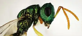 Halticoptera smaragdina