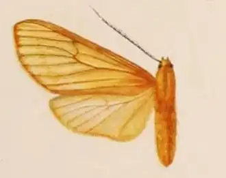 Halysidota anapheoides