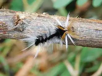 Halysidota ruscheweyhi