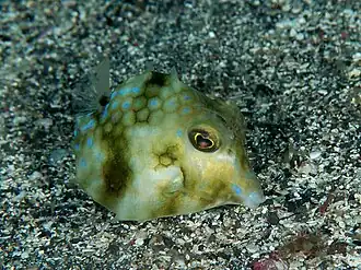 Tetrosomus concatenatus