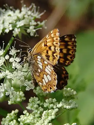 Hamearis lucina Sleutelbloemvlinder