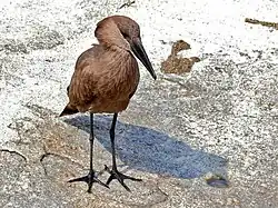 De zwemvliezen zijn weinig ontwikkeld