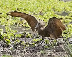 Tijdens een landing trekt de hamerkop zijn nek in