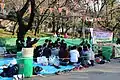 Hanami matsuri picknick in Ueno park, Tokio