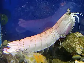 Odontodactylus japonicus