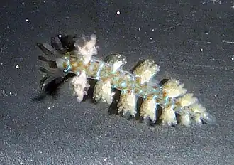 Hancockia californica