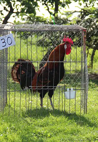 Haan bij een kraaiwedstrijd (Zülpich, 2015)