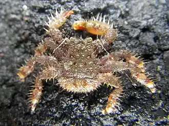 Hapalogaster grebnitzkii