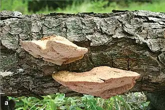 Kussenvormige houtzwam