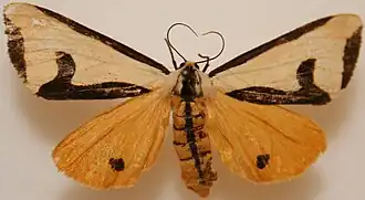 Haploa clymene