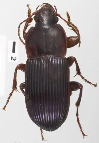 Haplobothynus gounellei