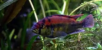 Haplochromis aeneocolor