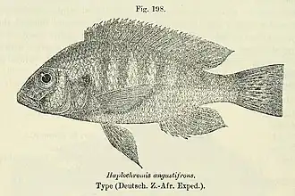Haplochromis angustifrons