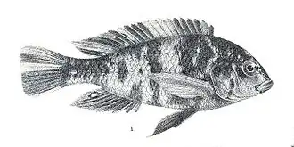 Haplochromis bicolor