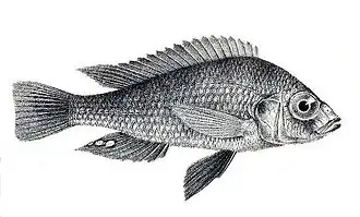 Haplochromis cinereus