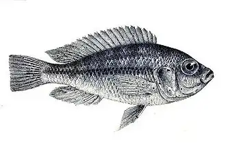 Haplochromis crassilabris
