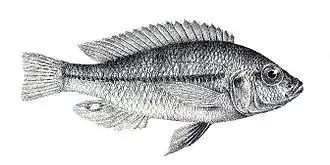 Haplochromis granti