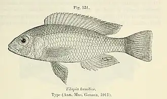 Haplochromis humilior
