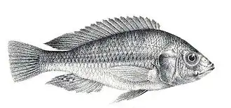 Haplochromis ishmaeli