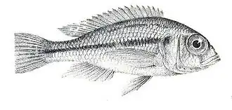 Haplochromis martini