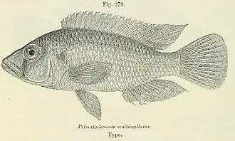 Haplochromis multiocellatus