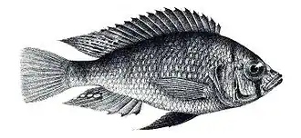 Haplochromis nuchisquamulatus