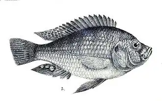 Haplochromis obesus