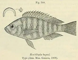 Haplochromis obliquidens