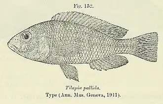 Haplochromis pallidus