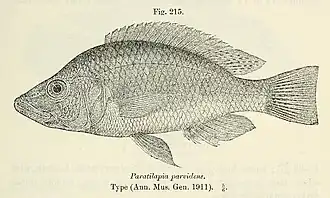 Haplochromis parvidens