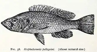 Haplochromis pellegrini