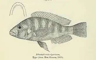 Haplochromis riponianus