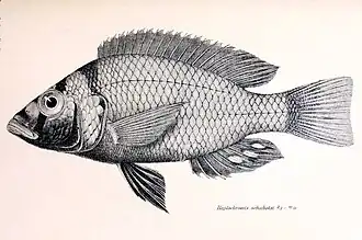 Haplochromis schubotzi