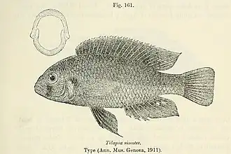 Haplochromis simotes