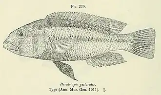 Haplochromis squamulatus