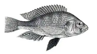 Haplochromis victorianus