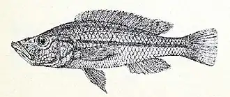 Haplochromis xenostoma
