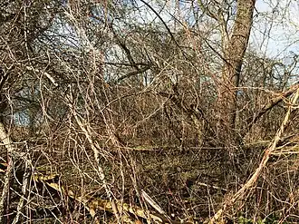 Hardhoutooibos in de Millingerwaard