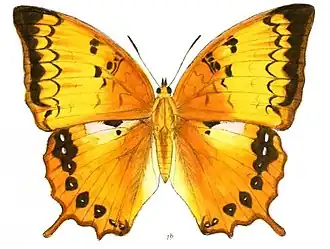 Charaxes kahruba