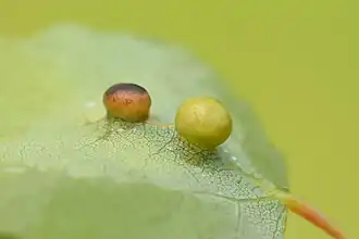 Populierenwratgalmug