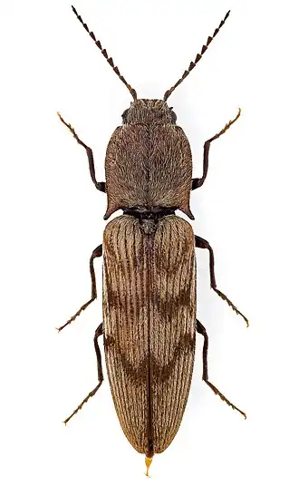 Diacanthous undulatus