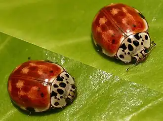 Harlekijnlieveheersbeestje