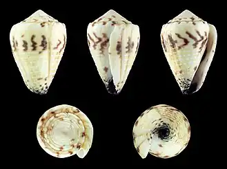 Conus sponsalis