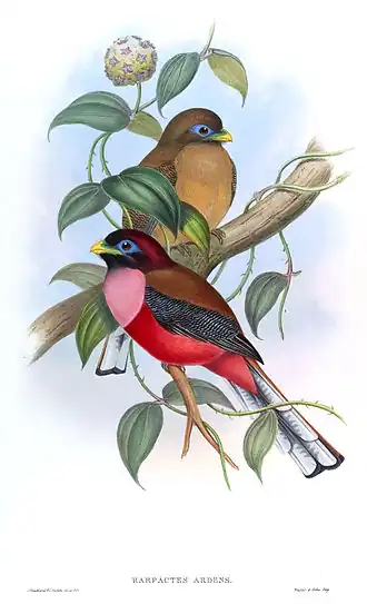Filipijnse trogon