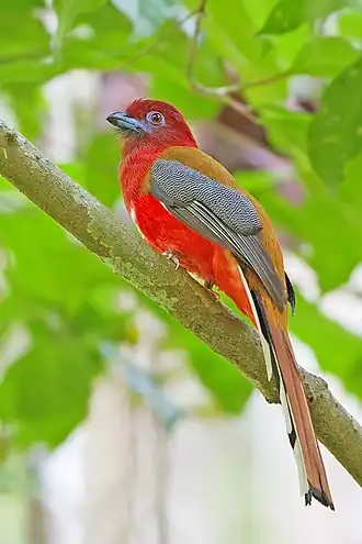 Roodkoptrogon