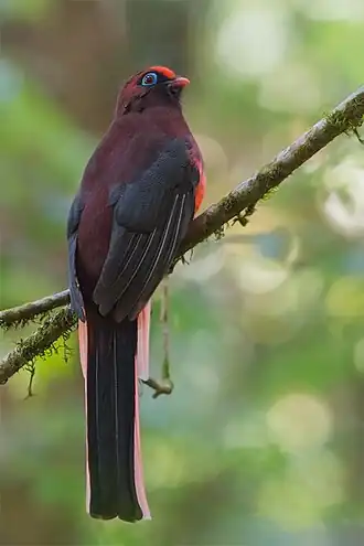 Wards trogon