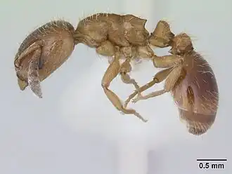 Harpagoxenus sublaevis