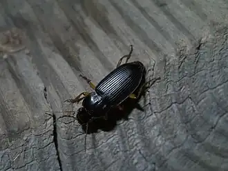 Stenolophus ochropezus